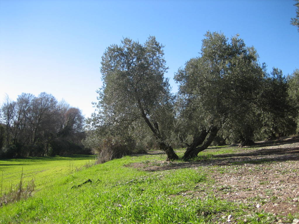 El Olivo IV