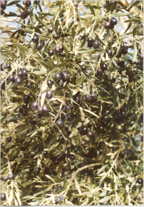 aceitunas