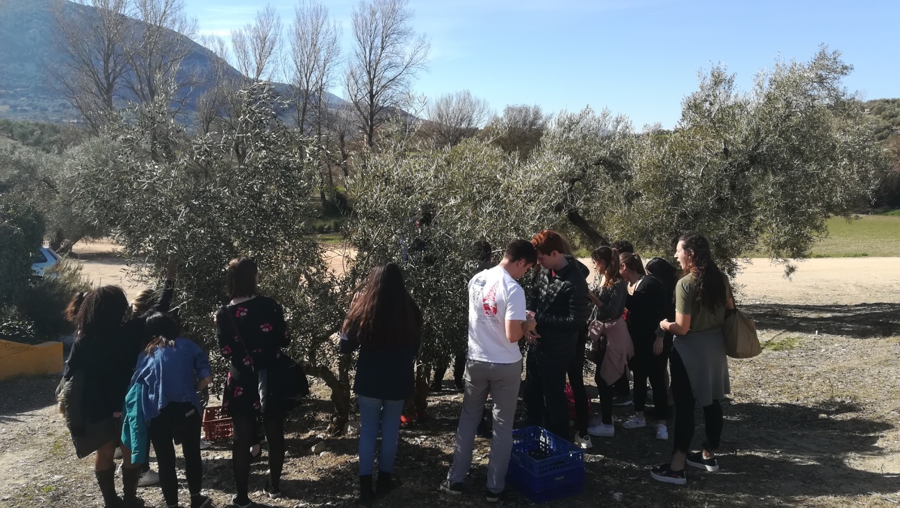 Desmontando los mitos más comunes del aceite de oliva virgen extra (II)